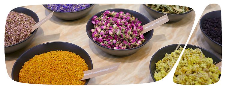 BIOFACH & VIVANESS | charterflight